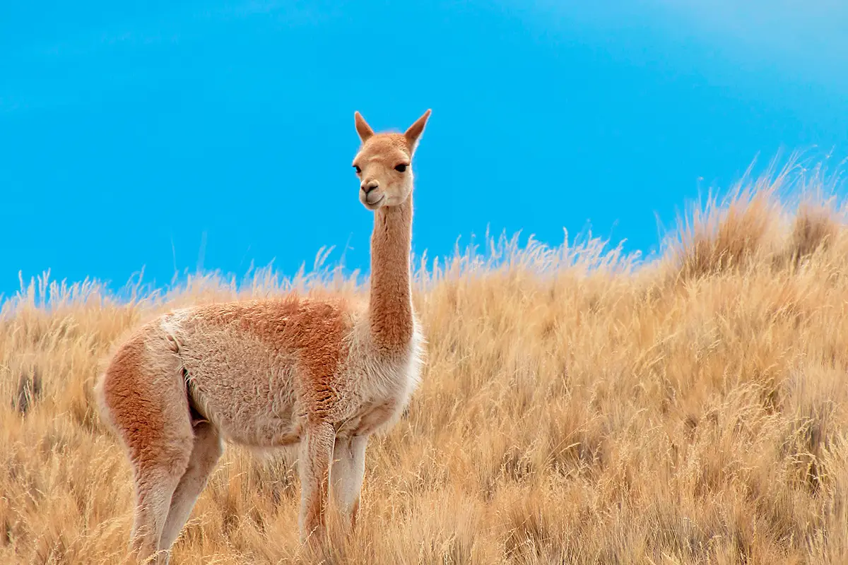 vicuna-puna-jujuy-travesia-movi